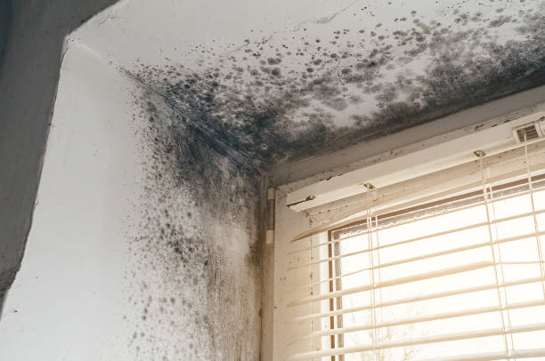 Affordable Mold Cleanup solutions in Jonestown, PA